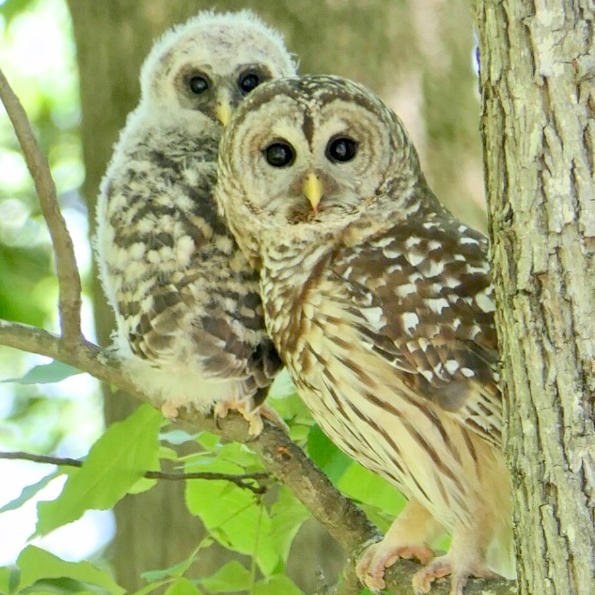 An adult and juvenile Barred Owl sit perched on a tree branch.